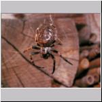 Nuctenea umbratica - Spaltenkreuzspinne w02.jpg